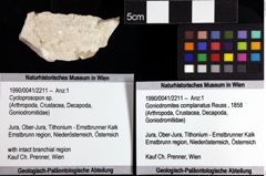 Foto (Objket + Etiketten) von Cycloprosopon sp. 